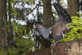 Image. Western Capercaillie