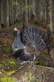 Image. Western Capercaillie