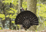 Image. Western Capercaillie