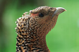 Image. Western Capercaillie