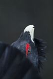 Image. Western Capercaillie