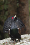 Image. Western Capercaillie