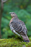 Image. Western Capercaillie