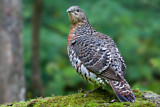Image. Western Capercaillie