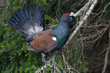 Image. Western Capercaillie