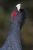 Image. Western Capercaillie
