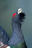 Image. Western Capercaillie