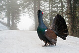 Image. Western Capercaillie