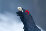 Image. Western Capercaillie