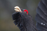 Image. Western Capercaillie