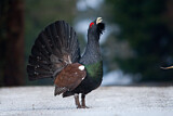 Image. Western Capercaillie
