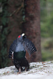 Image. Western Capercaillie