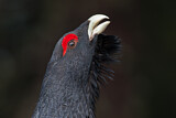 Image. Western Capercaillie