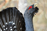 Image. Western Capercaillie