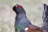 Image. Western Capercaillie
