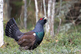 Image. Western Capercaillie