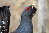 Image. Western Capercaillie