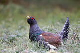Image. Western Capercaillie