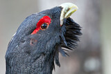 Image. Western Capercaillie