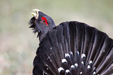 Image. Western Capercaillie