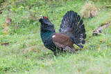 Image. Western Capercaillie