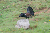 Image. Western Capercaillie