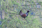 Image. Western Capercaillie