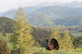 Image. Western Capercaillie
