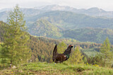 Image. Western Capercaillie
