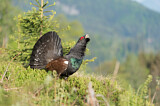 Image. Western Capercaillie