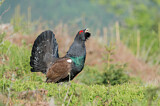 Image. Western Capercaillie