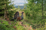 Image. Western Capercaillie