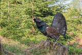 Image. Western Capercaillie