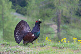 Image. Western Capercaillie