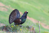 Image. Western Capercaillie