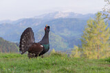 Image. Western Capercaillie