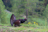 Image. Western Capercaillie