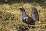 Image. Western Capercaillie