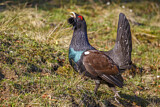 Image. Western Capercaillie