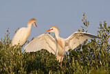 Image. Western Cattle Egret