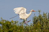 Image. Western Cattle Egret