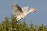 Image. Western Cattle Egret