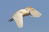 Image. Western Cattle Egret