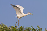 Image. Western Cattle Egret