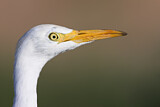 Image. Western Cattle Egret