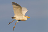 Image. Western Cattle Egret