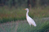 Image. Western Cattle Egret