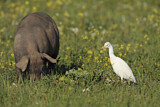 Image. Western Cattle Egret