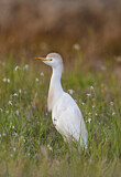 Image. Western Cattle Egret