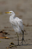 Image. Western Cattle Egret